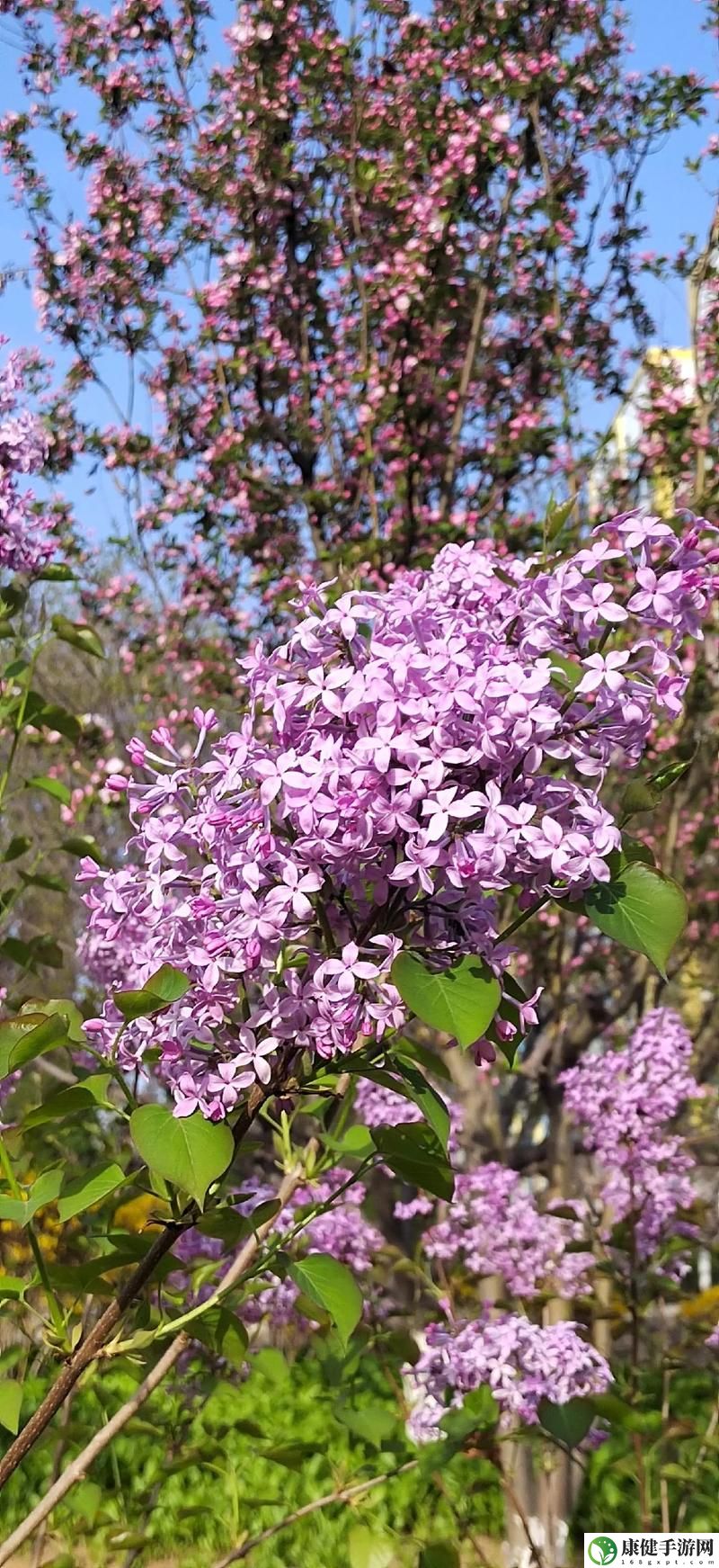 丁香花高清在线观看完整