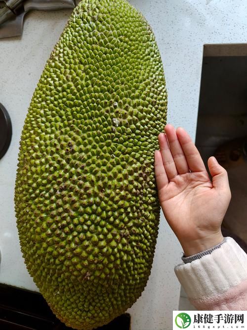 菠萝菠萝蜜视频观看大全免费下载