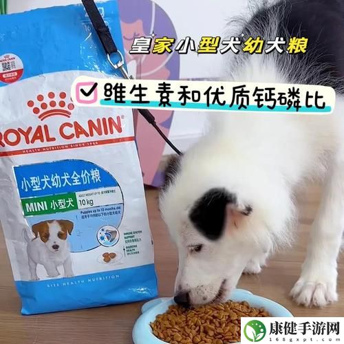 人狗胶配方大全高清4